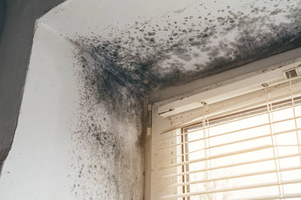 Trusted Basement Mold Remediation service in Arlington, TX - Cheap Mold Removal